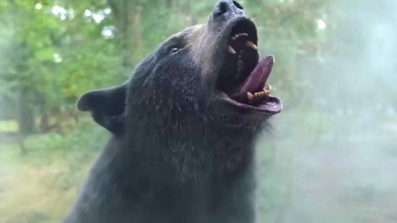 Cocaine Bear growling and sticking out tongue