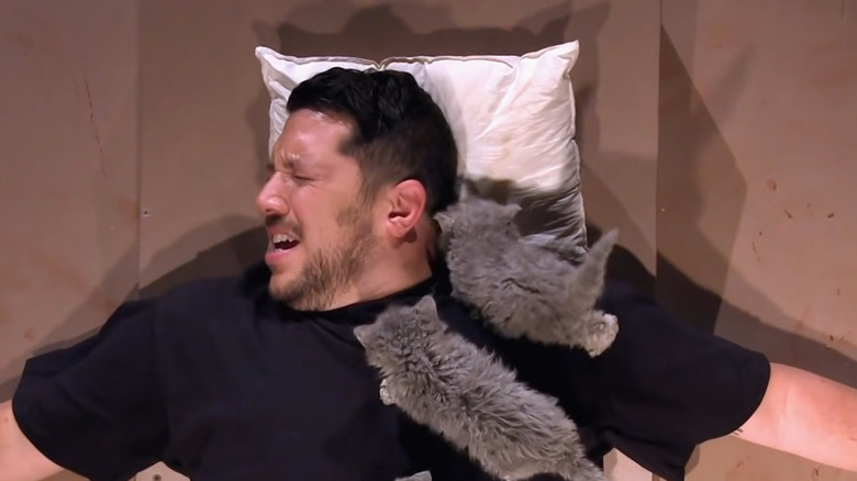 Kittens climbing on Sal