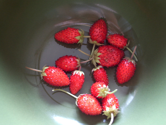 Alpine Strawberry by Lori Hutchinson