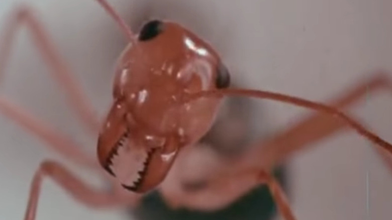 Phase IV movie trailer ant 