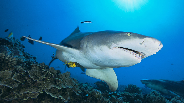 a sicklefin lemon shark