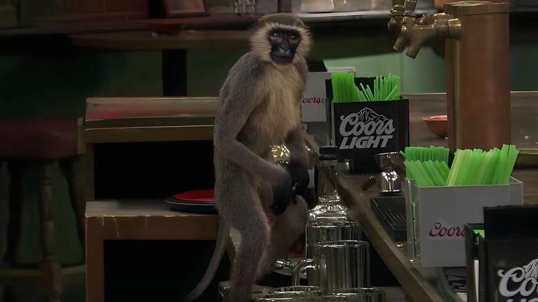 Dee's replacement monkey stares