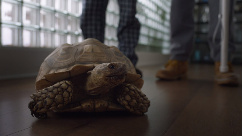 A tortoise enters Brockmire's life  