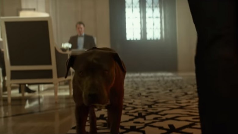 John Wick pitbull