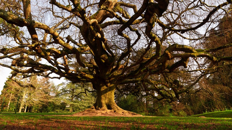 Weeping Beech of Jardin Public de Bayeux