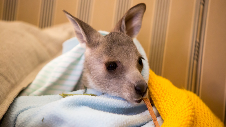 Rescued kangaroo in blanket