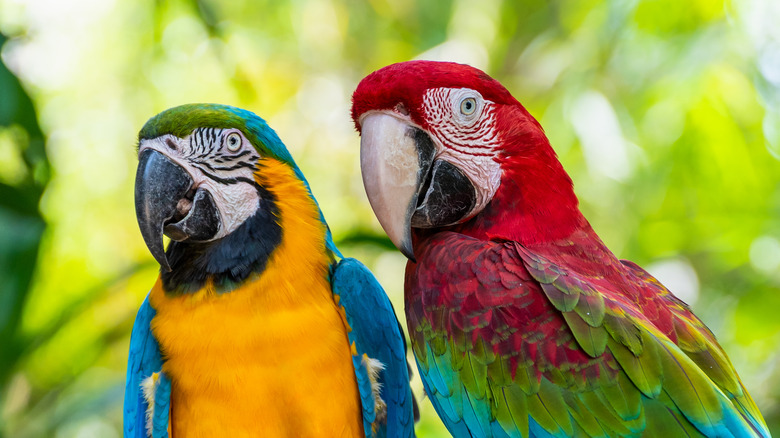 Two macaws on a branch