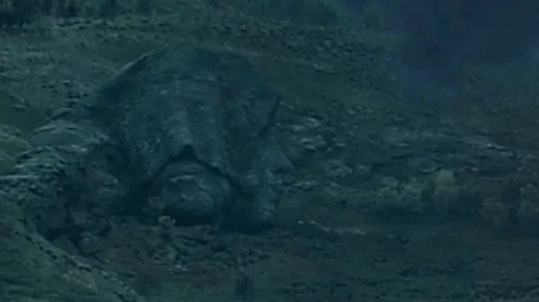 Disembodied stone head on ground