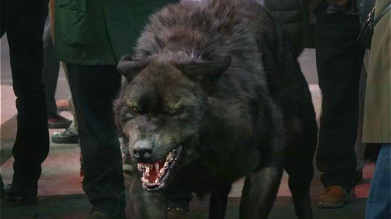 The Manifest CGI wolf growling