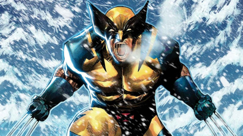 Wolverine screams in the snow