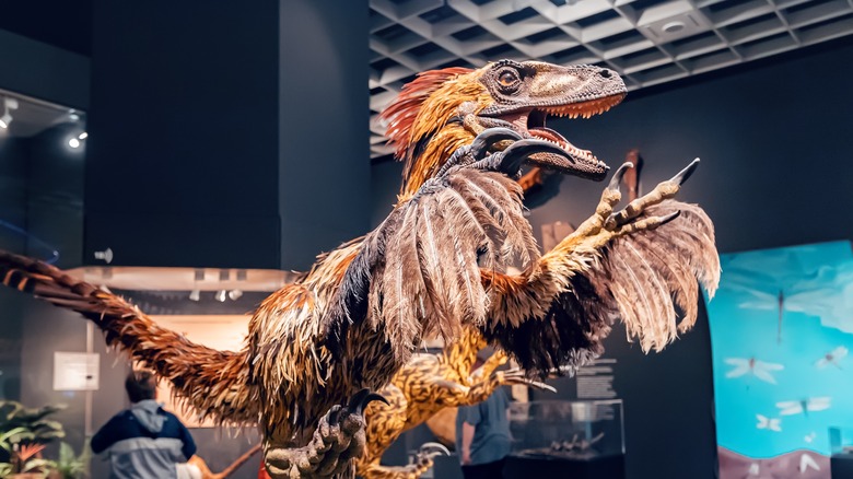 Velociraptor with feathers