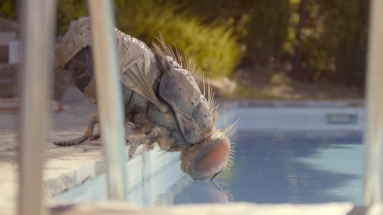 Dominque the fly drinks from a swimming pool