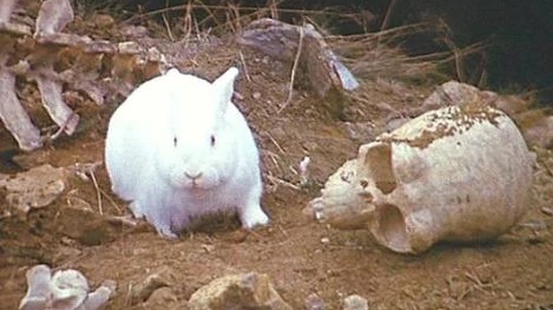 Rabbit of Canerbannog