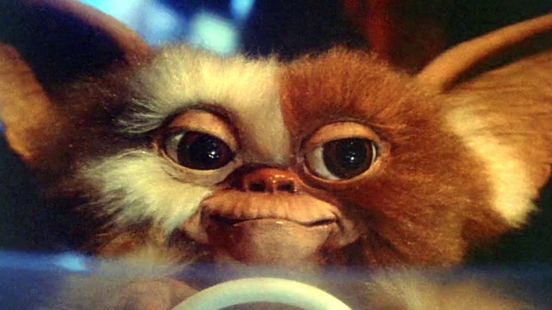 Gizmo driving car