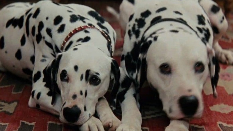 Dalmatians laying down