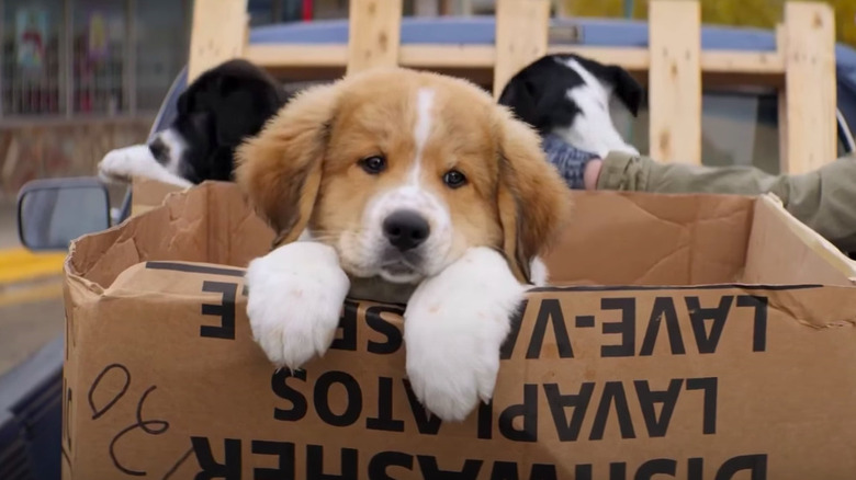 Puppy in a box, paws sticking out