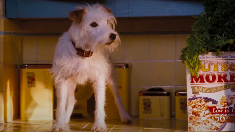 Dog standing on kitchen counter