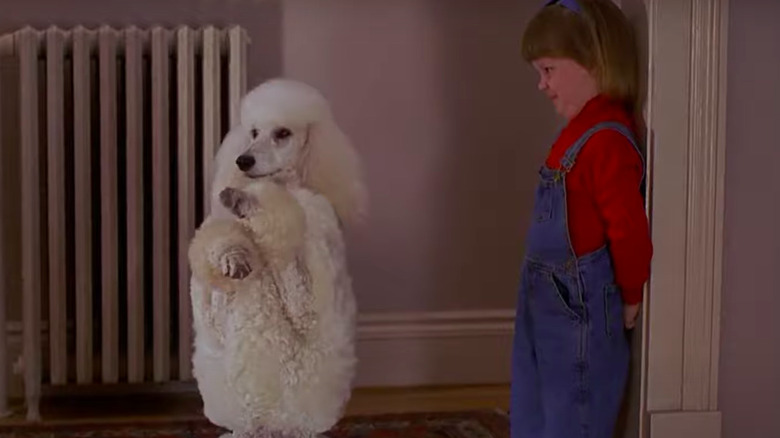 Poodle with paws up and child looking confused