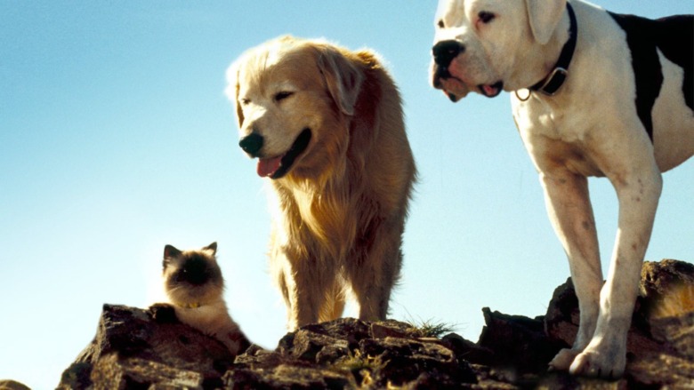 The pets of Homeward Bound look down a hill