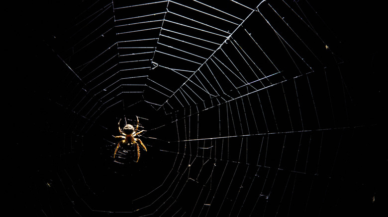 spider on web in dark