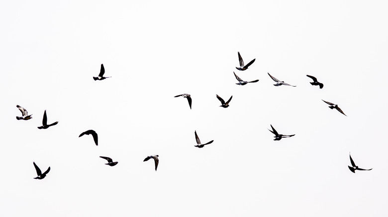 Flock of birds in sky