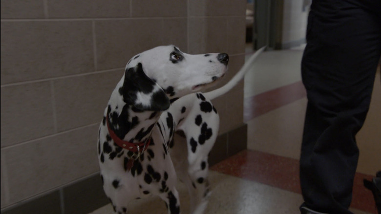 Tuesday the Dalmatian on "Chicago Fire"