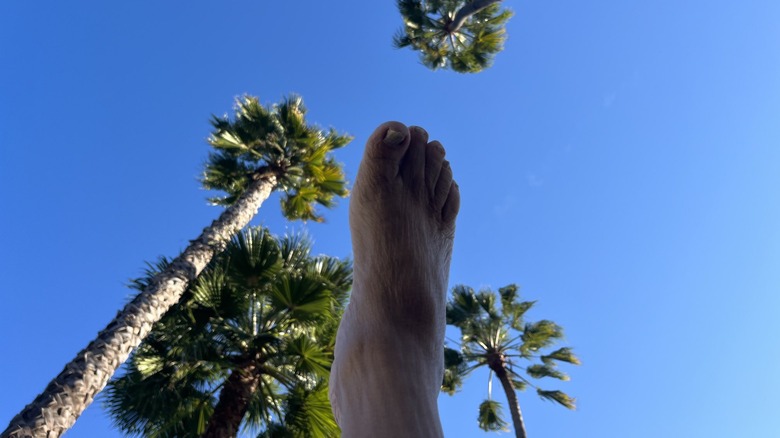 Danny DeVito's "trollfoot" under palm trees