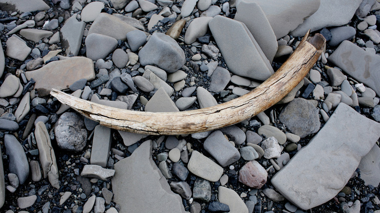 Mammoth tusk on the ground