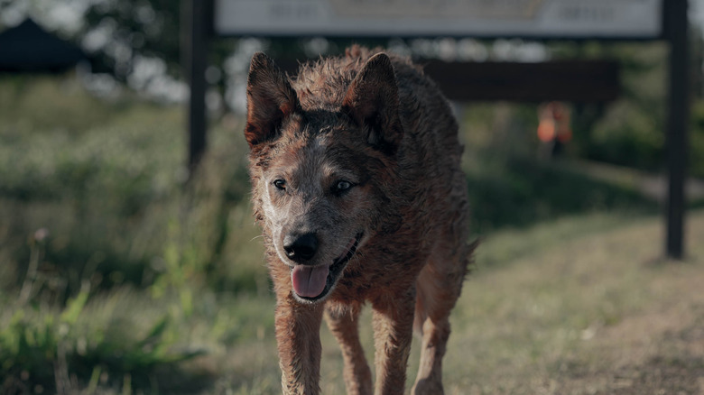 Dog with its mouth open