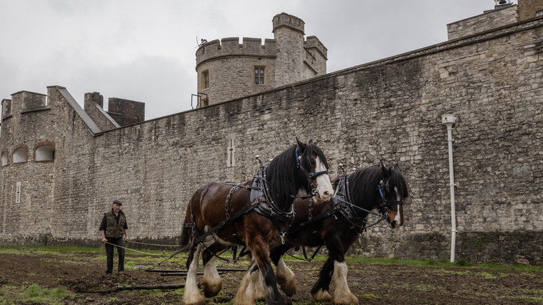 Tower of London horses in front