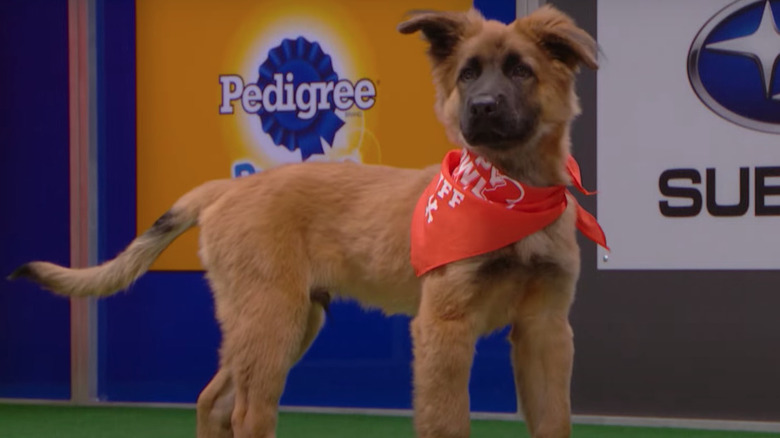 A puppy is alert on the Puppy Bowl