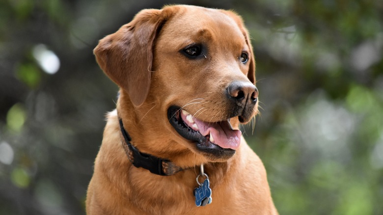 Leia with tongue out and Leia dog tag