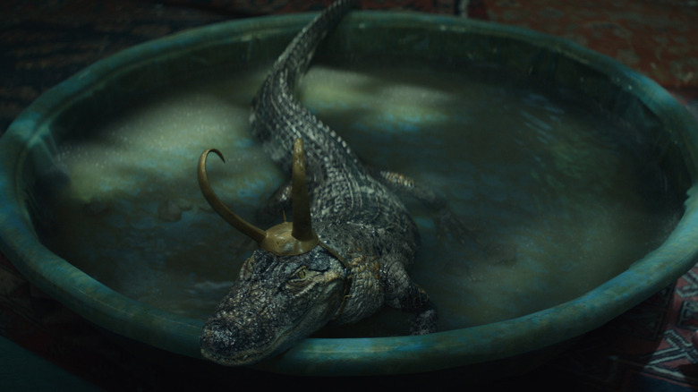 Alligator Loki in a kiddie pool