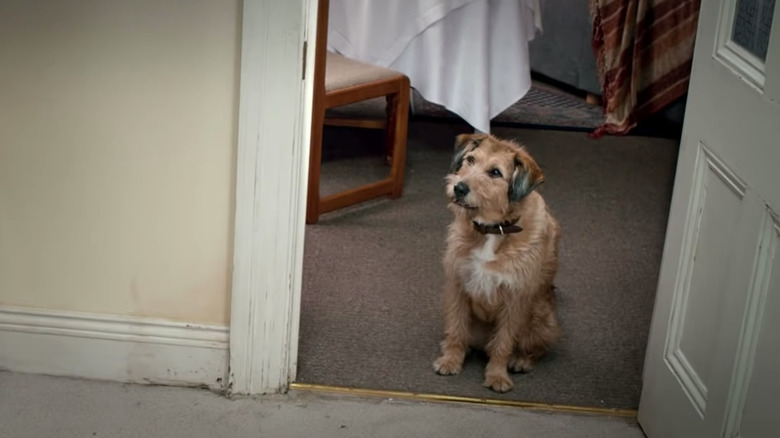 Dennis the dog sitting in doorway