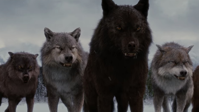 Wolf pack in Breaking Dawn Part Two