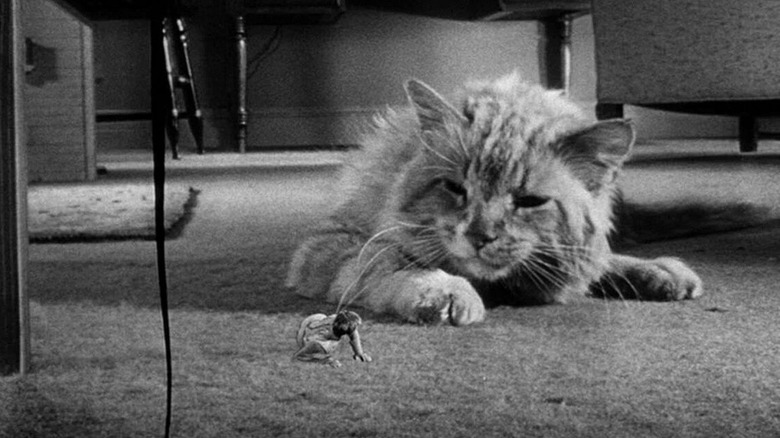 Shrinking man chased by cat