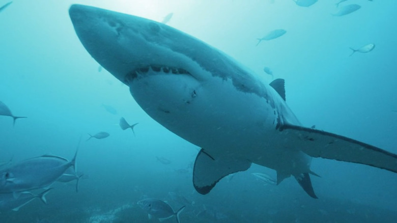 great white shark swimming in the Atlantic Ocean