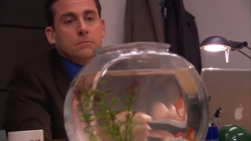 Michael Scott looking at fish