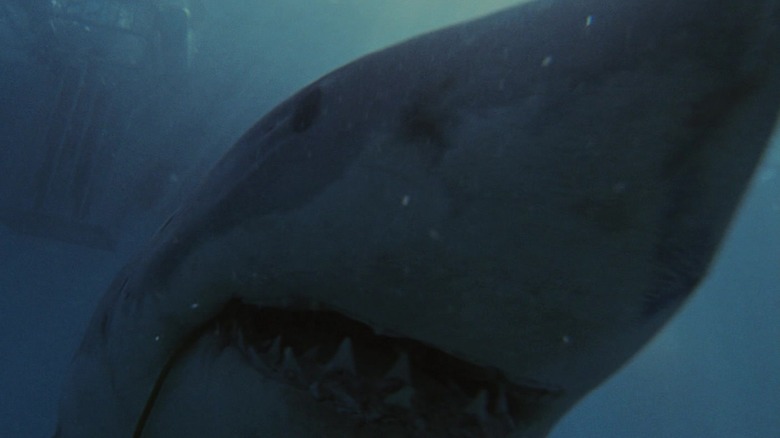 Shark swimming under cage