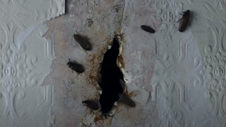 Cockroaches come out of a hole in the wall