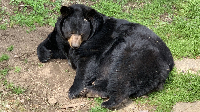 a black bear relaxing