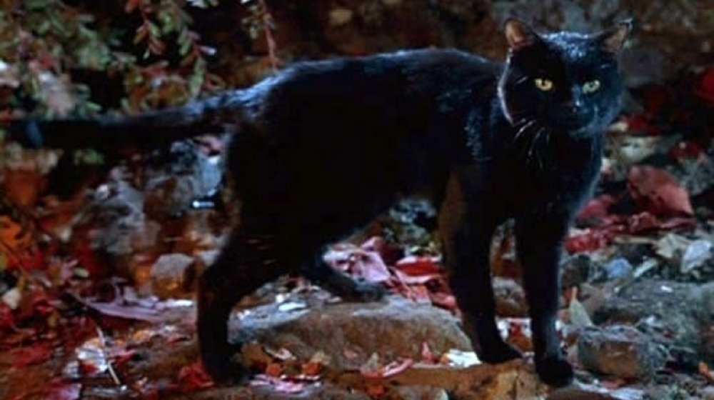 Binx the cat in Hocus Pocus