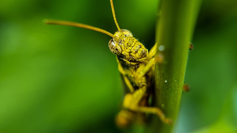 Grasshopper on leaf