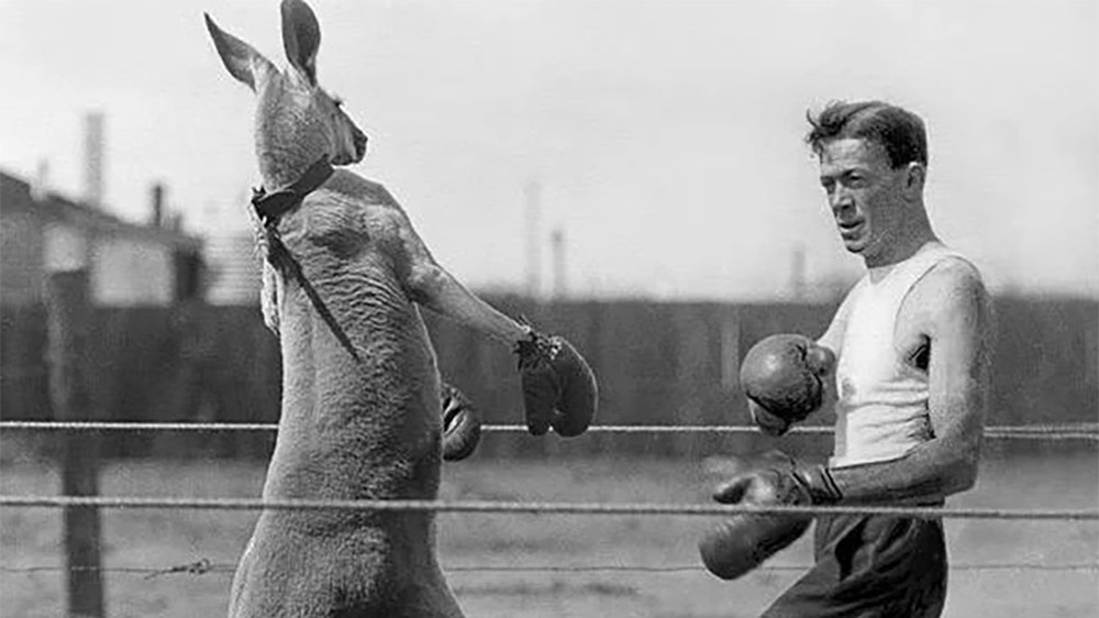 A man boxes a kangaroo