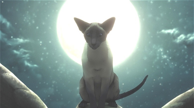 Cat in front of moon