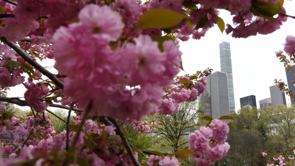 flowering tree in NYC