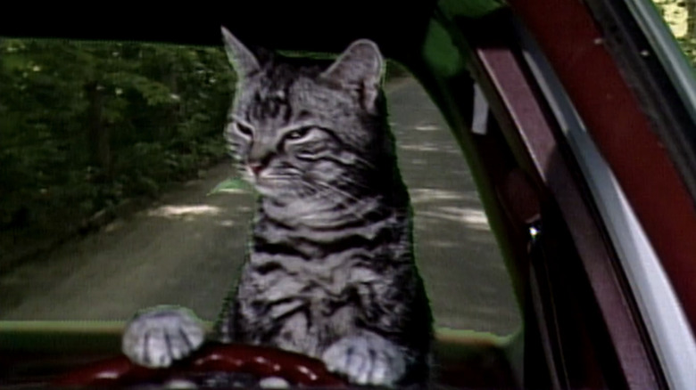 Toonces the Driving Cat drives