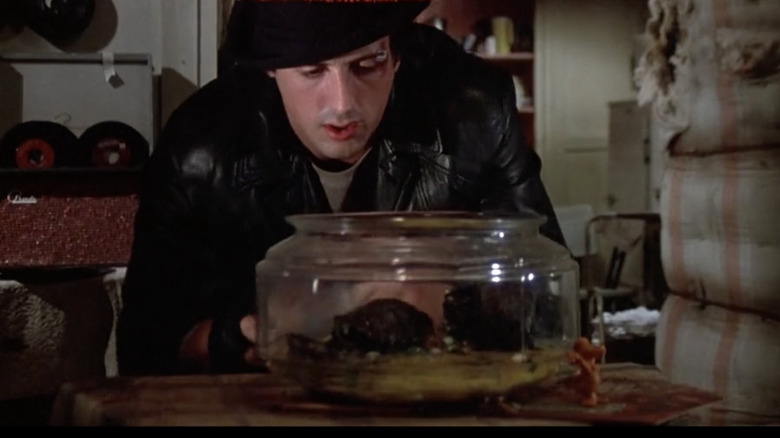 Rocky Balboa feeding the turtles