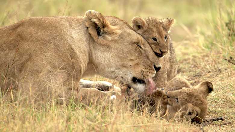 a lion and her cubs