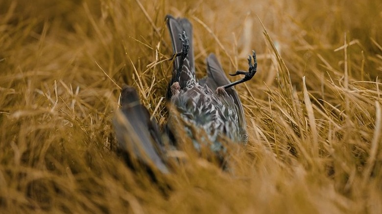 upside down dead bird 1883